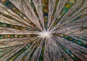 Bev Zerr_Elevate 1_lowres