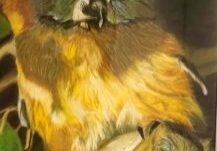 Beverley-Zerr-Art-Website44